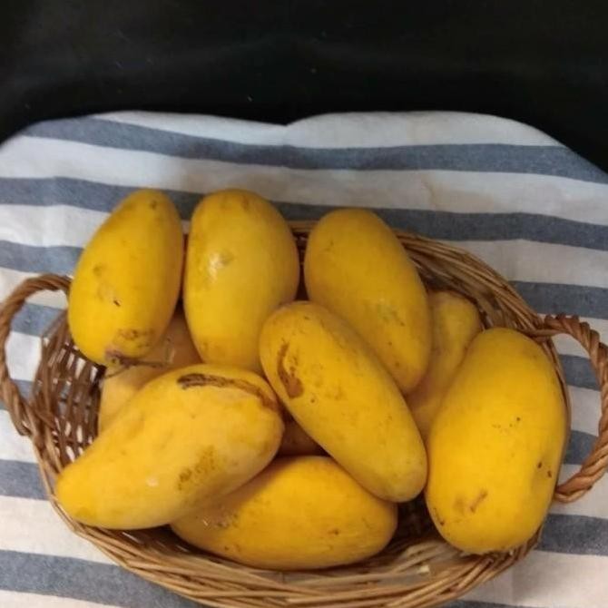 POHON Bibit Mangga Chokanan Buah Mangga Kuning Pohon Mangga Chokanan TERLARIS