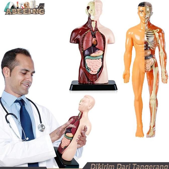 Kerangka Manusia Model Alat Peraga Edukatif Torso Anatomi Tubuh