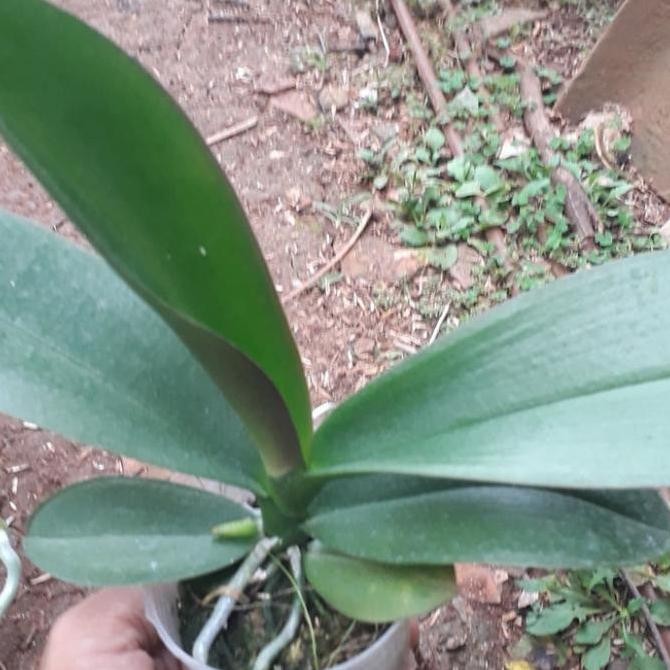 TERLARIS - Tanaman Hias Anggrek Bulan Remaja -Bibit Tanaman Anggrek Bulan