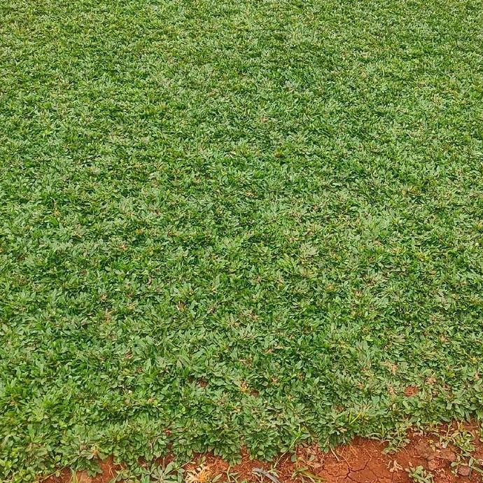 NEW - rumput gajah mini hias/rumput untuk taman