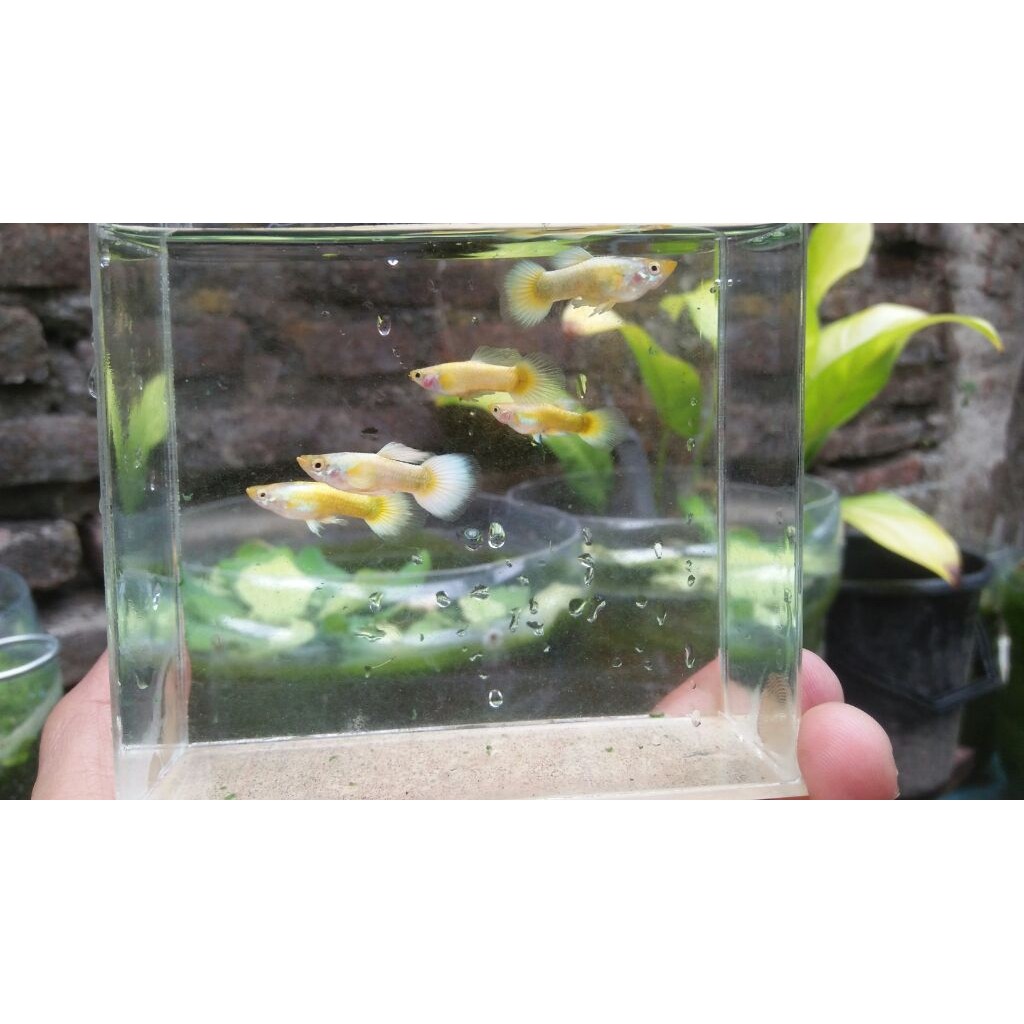 Hiasan akuarium sepasang guppy full gold