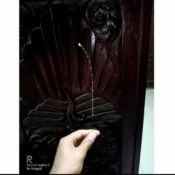 ENTUL PANCING / ENTUL WIPER LENTUR