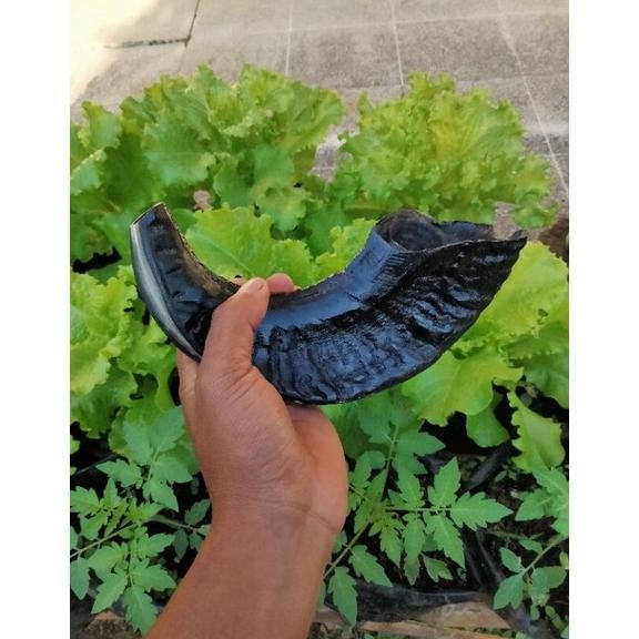 Shofar Ram Trompet Sangkakala Asli Tanduk Shofar Tanduk