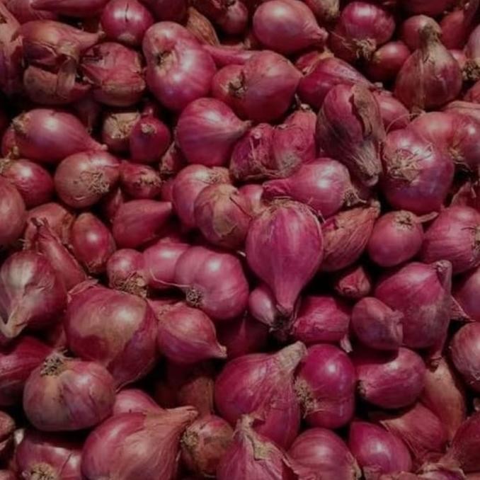 

JH8 bawang merah brebes