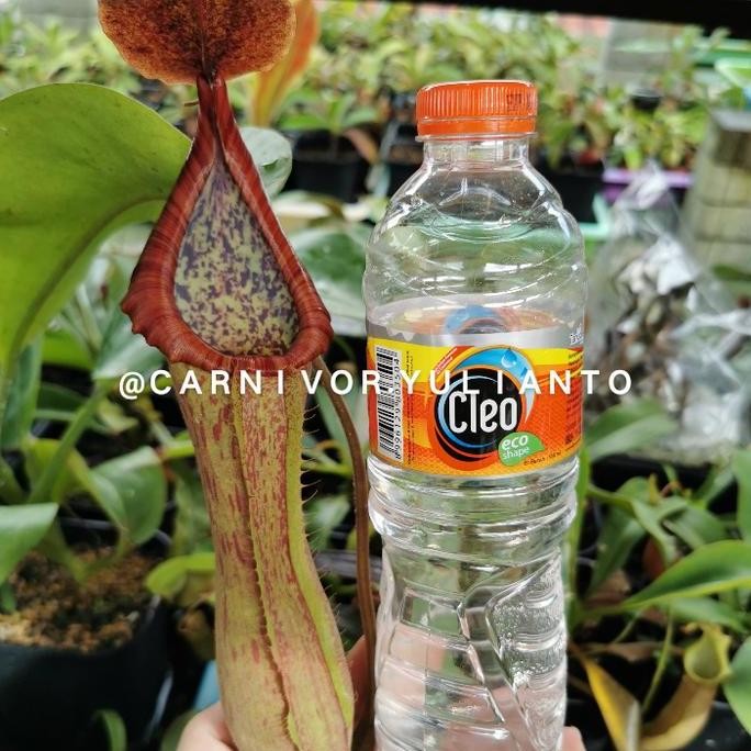 BEBAS ONGKIR - Nepenthes Alata Giant x Nepenthes Truncata