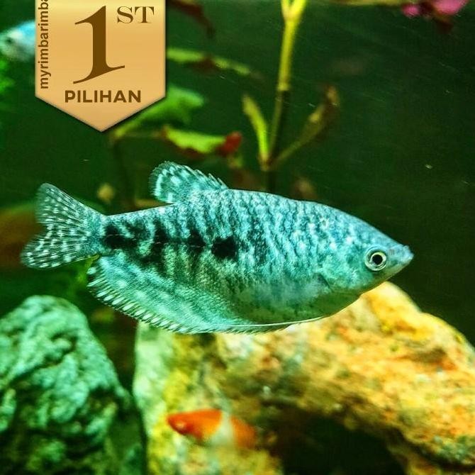 Paket Koloni (isi 10) Sepat Hornsby Blue Gourami Ikan Hias Aquascape Hiasan Aquarium Tanaman