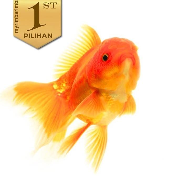 Paket Koloni (isi 10) Koki Baby Oranda Ikan HIas Aquascape Hiasan Aquarium Tanaman Air Tawar