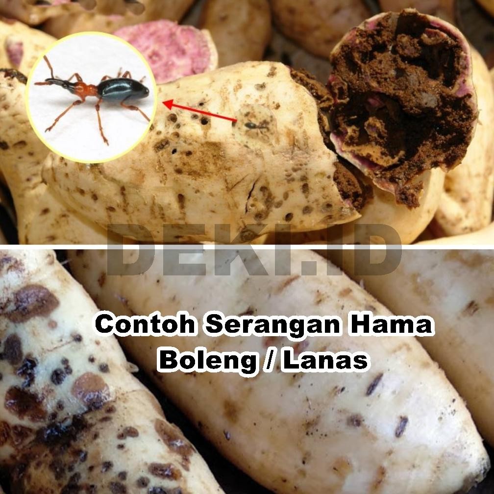 Fero Lanas Feromon Pengendali Hama Boleng Tanaman Umbi Ubi Jalar Ferolanas