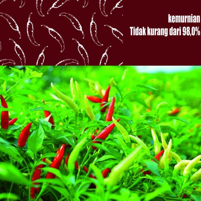 Benih Bibit Cabai Diimpor Dari Jepang,Cabai Rawit Red Cluster Pepper Seeds,Benih Bibit Cabai