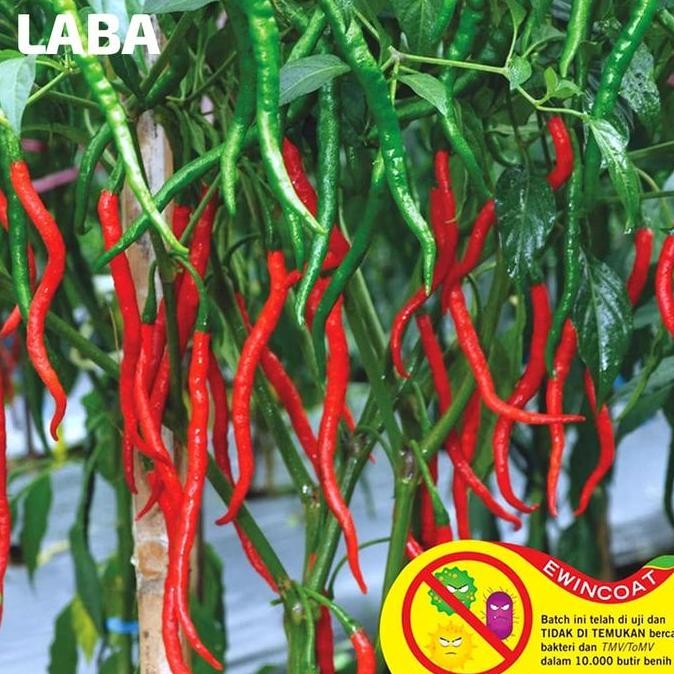 Benih Cabe Keriting Laba F1 Panah Merah - Benih Cabai Keriting