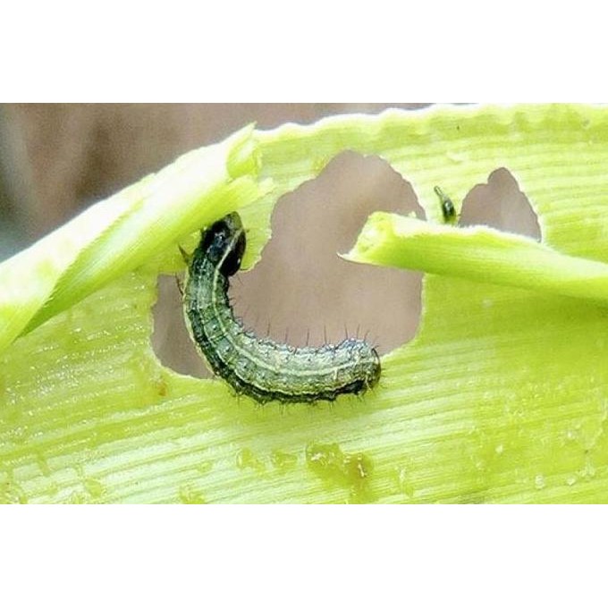 Insektisida Matador 80 Ml - Pestisida Matador - Obat Hama Ulat