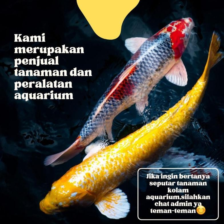 PJ24 Bisa COD Power Head Pompa Celup Aquarium Hidroponik Low Watt - Mesin Air Terjun Kolam Ikan Koi 