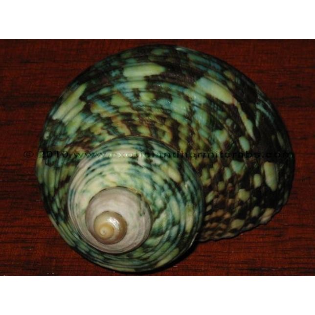 ready Cangkang Kelomang - Bulk Green Turbans (ukuran XL / Jumbo)