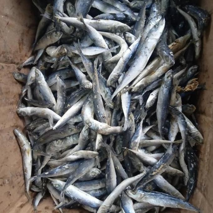 

Ikan Asin Cue / Layang Rebus 500 Gr