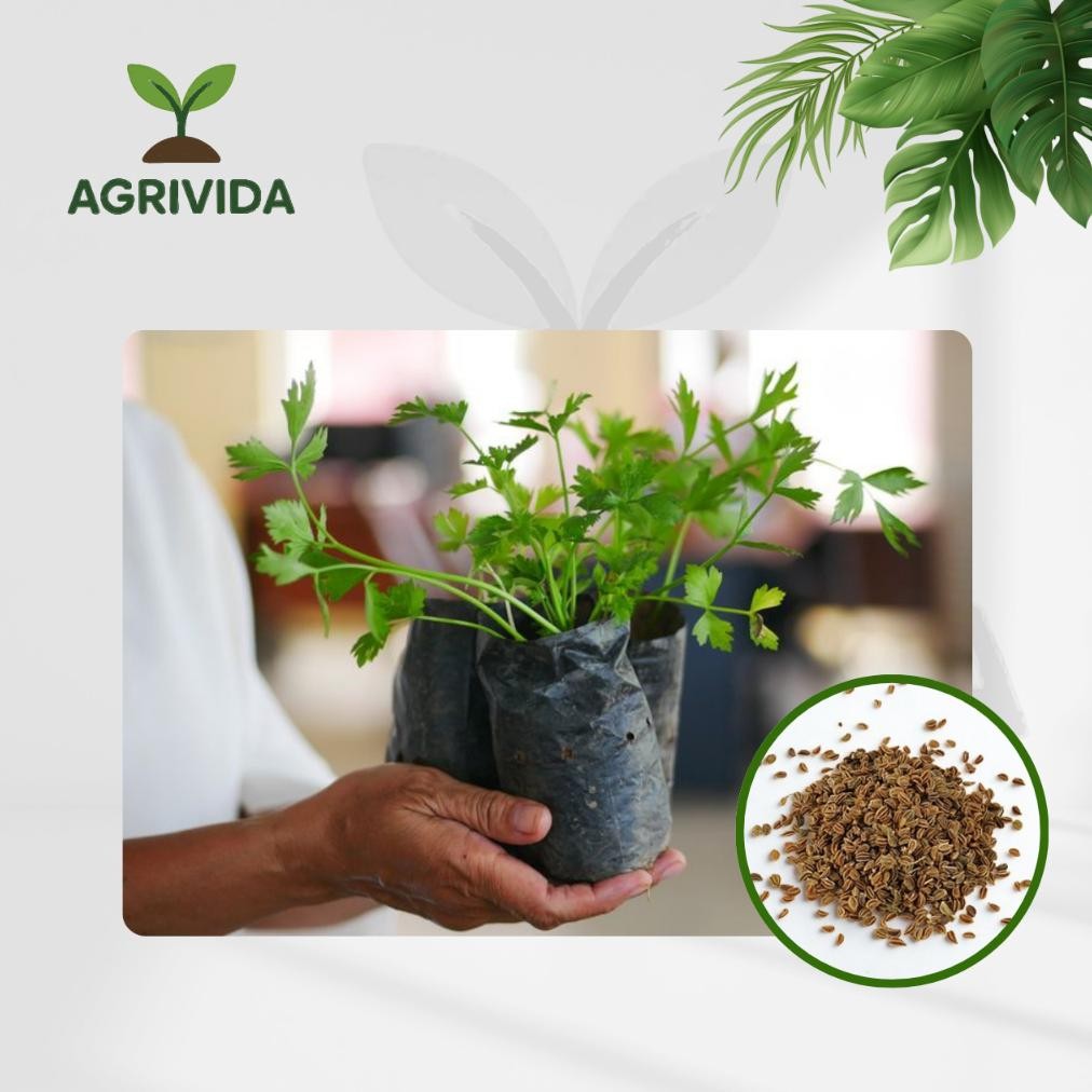 As25 Benih Seledri Siap Tanam 500 Butir