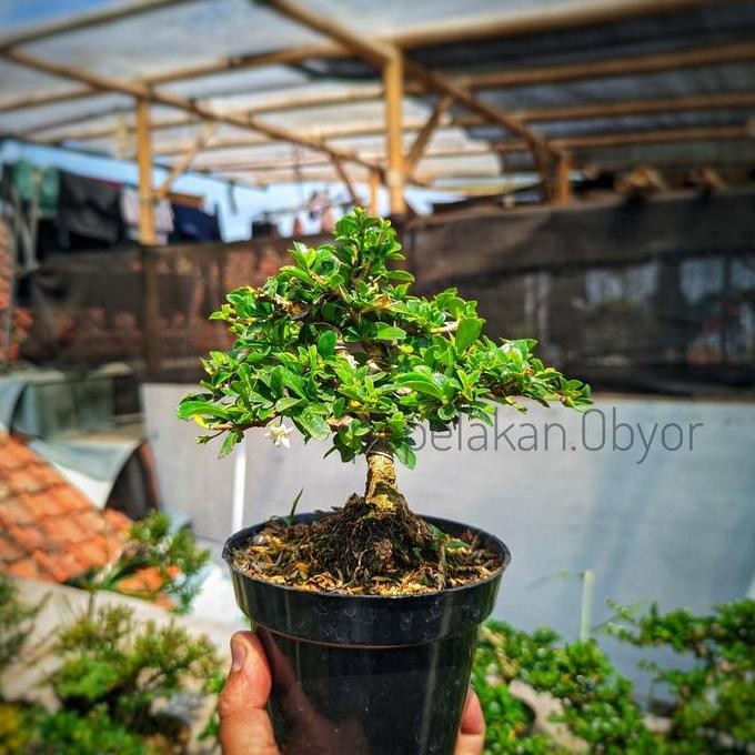 Bonsai Hokiantea Bonsai Mame Hokianti Siap Pajang Sudah Berbunga Bonsai Koleksi Terbaik