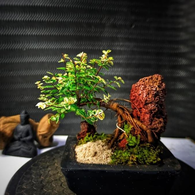 Bonsai Mini Mame Ulmus Variegata Super Micro Real Karakter Utama Sepesial Disertakan Pot Bonsai Cant