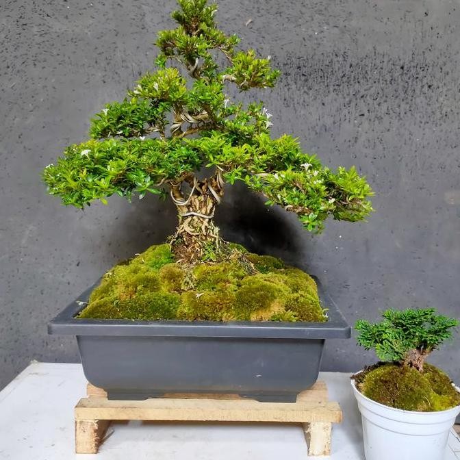 Bonsai Seribu Bintang Super Micro Size Besar Karakter Exposed Display