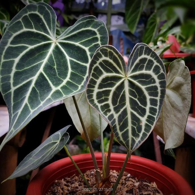 Anthurium Clarinervium Queen Darkform Varian Queen Of Clarinervium