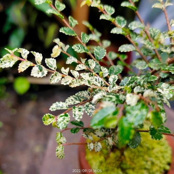 Bonsai Mini Ulmus Variegata Micro