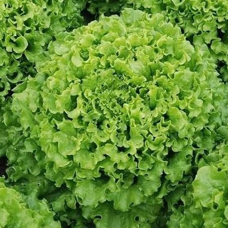 

Promo selada caipira - selada batavia - batavia lettuce - indoseed COD