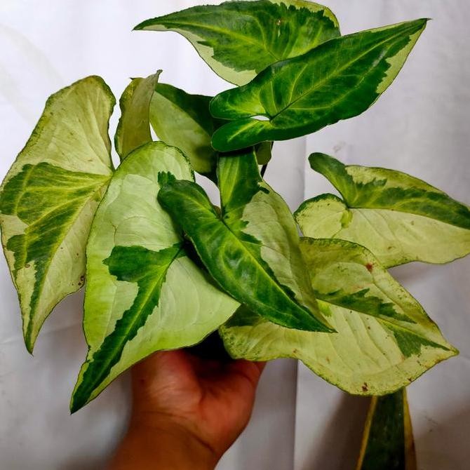 Syngonium Magic Marble Murah