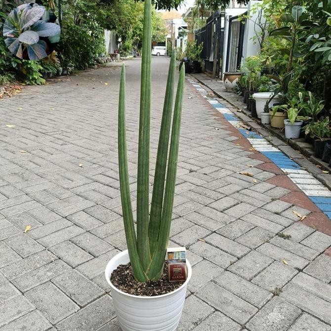 Promo Sansivera/Sansevieria Cylindrica Stuckyi Jumbo Tinggi +- 1 Mtr on Pot Tawon Pirus No. 25 COD