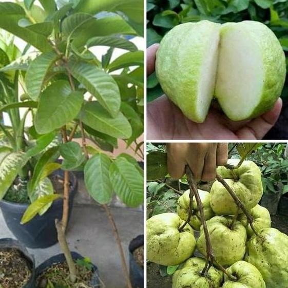 Promo Bibit Tanaman Jambu Kristal Tanpa Biji COD