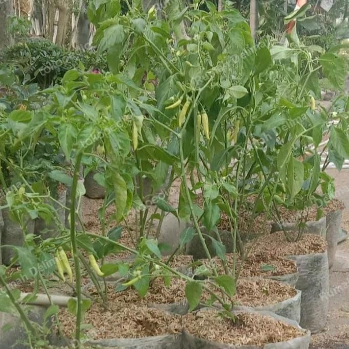 

Promo Tanaman cabe rawit COD