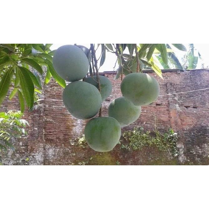 

Promo Pohon Mangga Apel super manis COD