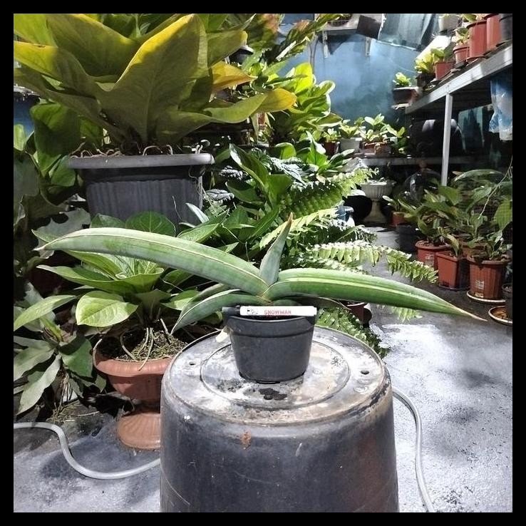 BEST DEAL SANSEVIERIA SANSE BANANA (BNDUI) 