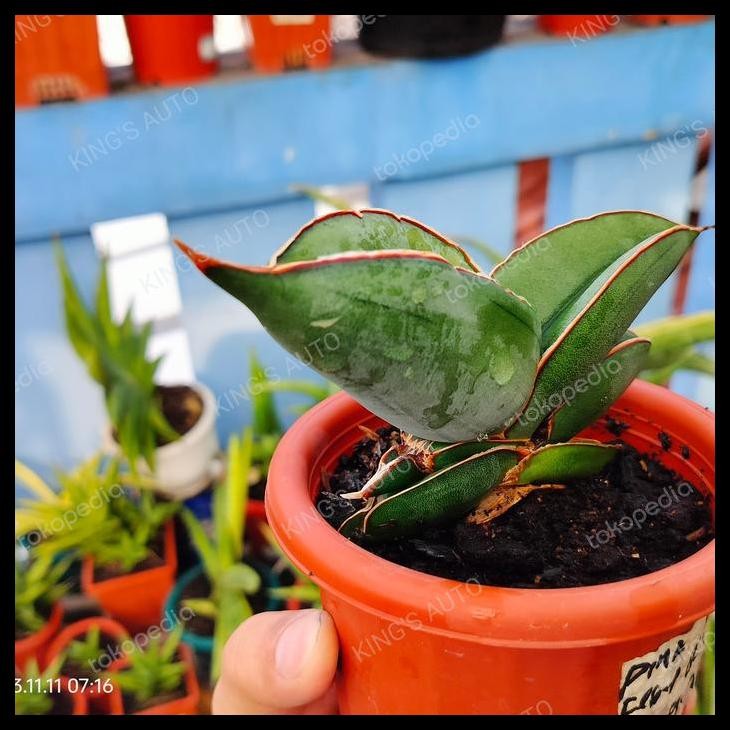 DISKON SANSEVIERIA SANSE BANANA 11112303 