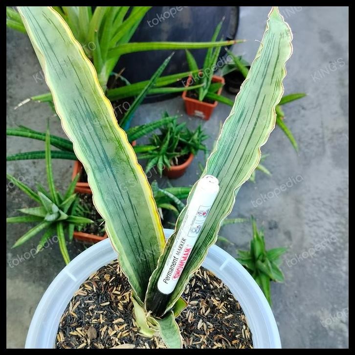 DISKON SANSE - SANSEVIERIA DRAGON JADE VARIGATA 9-2-2024 