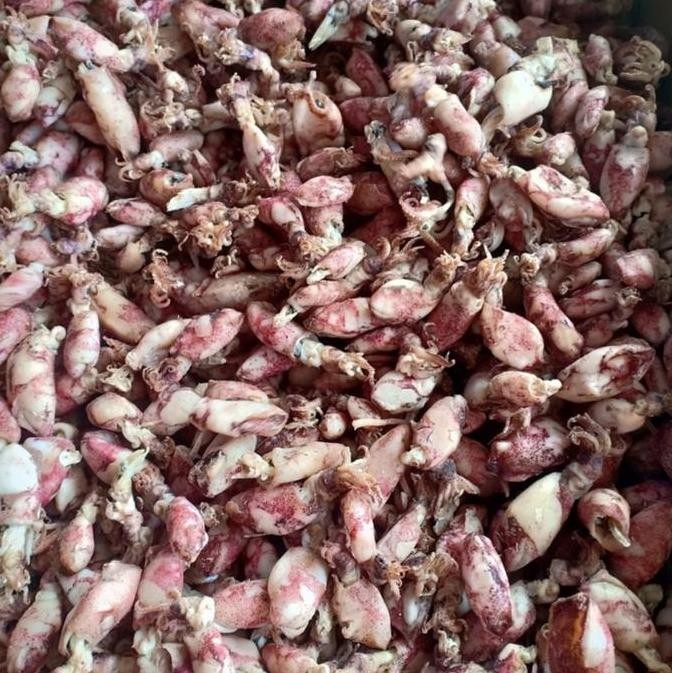 

Sontong Cumi Asin Baby Kualitas Terbaik 500Gr