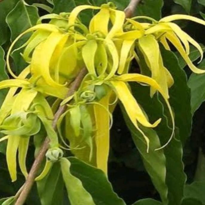 Bunga kenanga / kembang kenanga