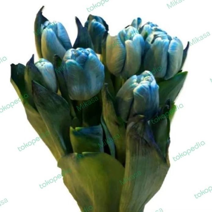 

tulip biru asli fresh isi 10 tangkai