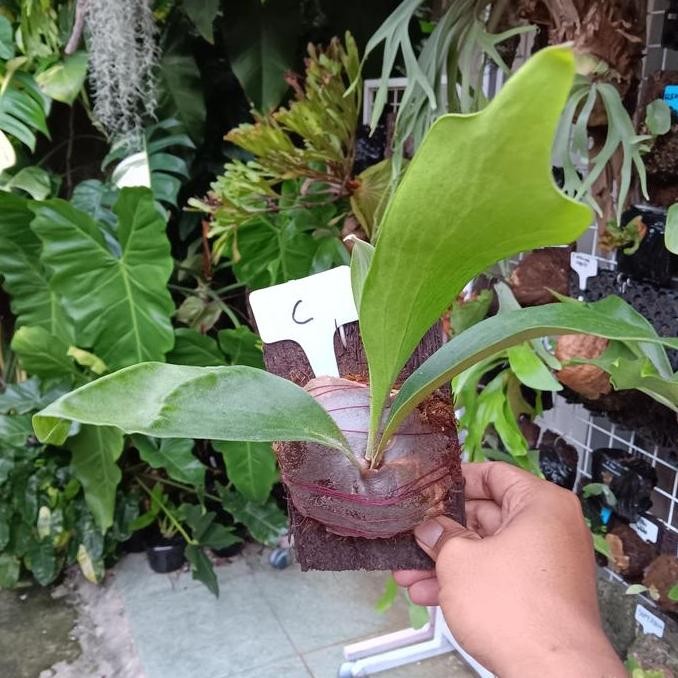 PLATYCERIUM HILLI PAPUANUM - SEDANG