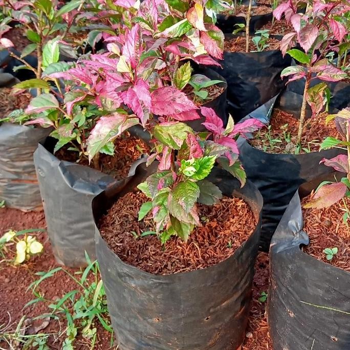 tanaman hias bunga sepatu daun merah