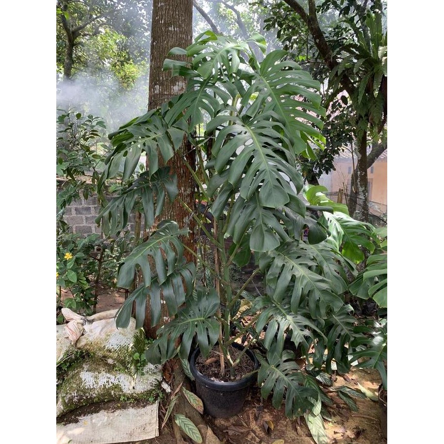 MONSTERA DELICIOSA KING JUMBO