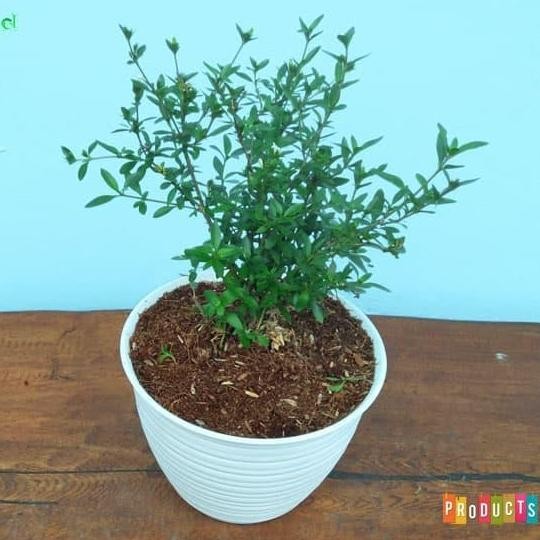 TANAMAN SERIBU BINTANG / SERISSA FOETIDA