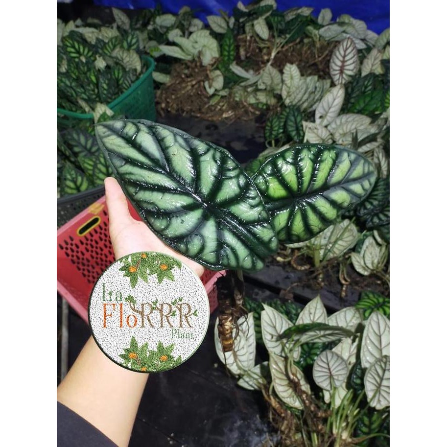 ALOCASIA DRAGON SCALE DAUN 2 KALIMANTAN