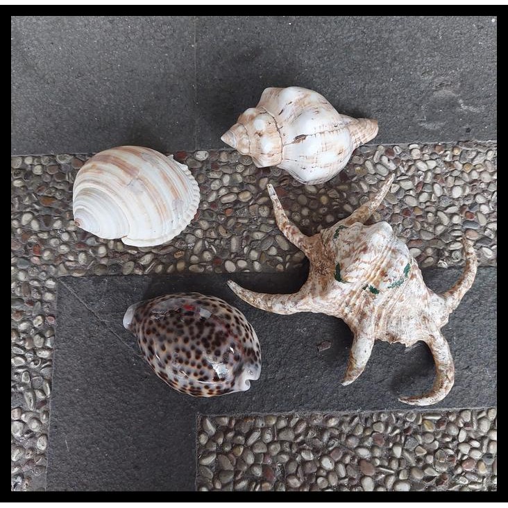 TERMURAH PAJANGAN AQUARIUM CANGKANG CANGKANG KEONG LAUT ASLI 4 BUAH 