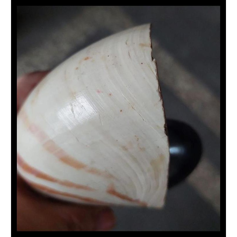 TERMURAH PAJANGAN CANGKANG KEONG BULAT MELINGKAR CHIP HALUS HIASAN KERANG