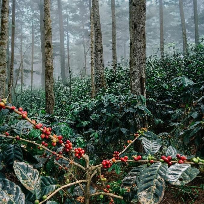 

Halu Pink Banana Specialty Coffee Beans By Space Roastery Biji Kopi/Bubuk Arabika Kualitas Terbaik Harga Termurah