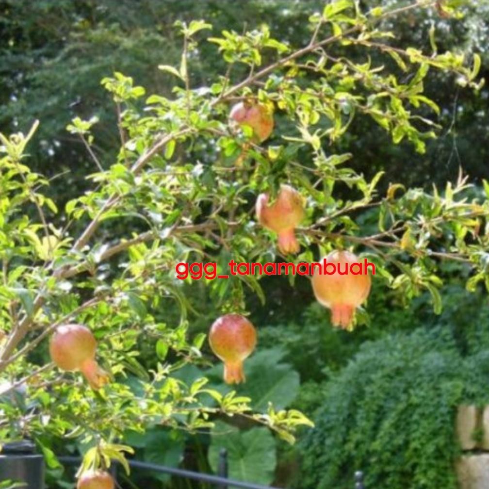 Termurah Bibit Delima Putih Jumbo Sudah Berbunga Spesial Gh-67