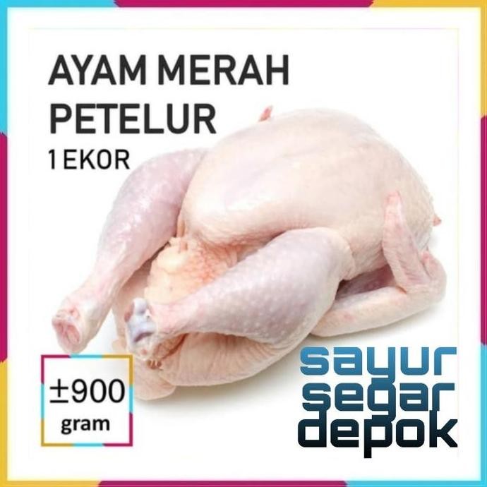 

Daging Ayam Petelur