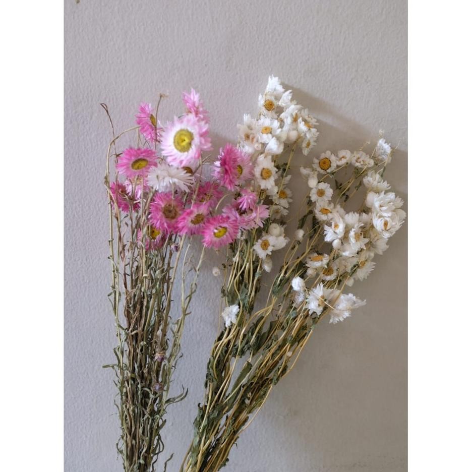 Rodanthe Bunga Kering Dried Flower Per 10Gram