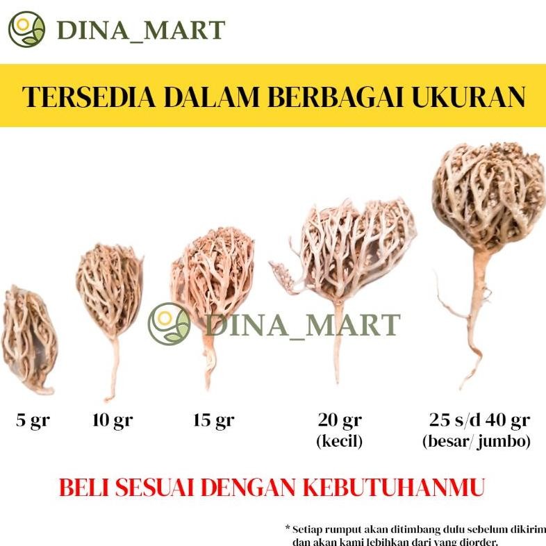 

Kuke Rumput Fatimah Asli Arab Rumput Fatimah Untuk Persalinan Rumput Fatimah Original Rumput Fatimah Arab Ga24