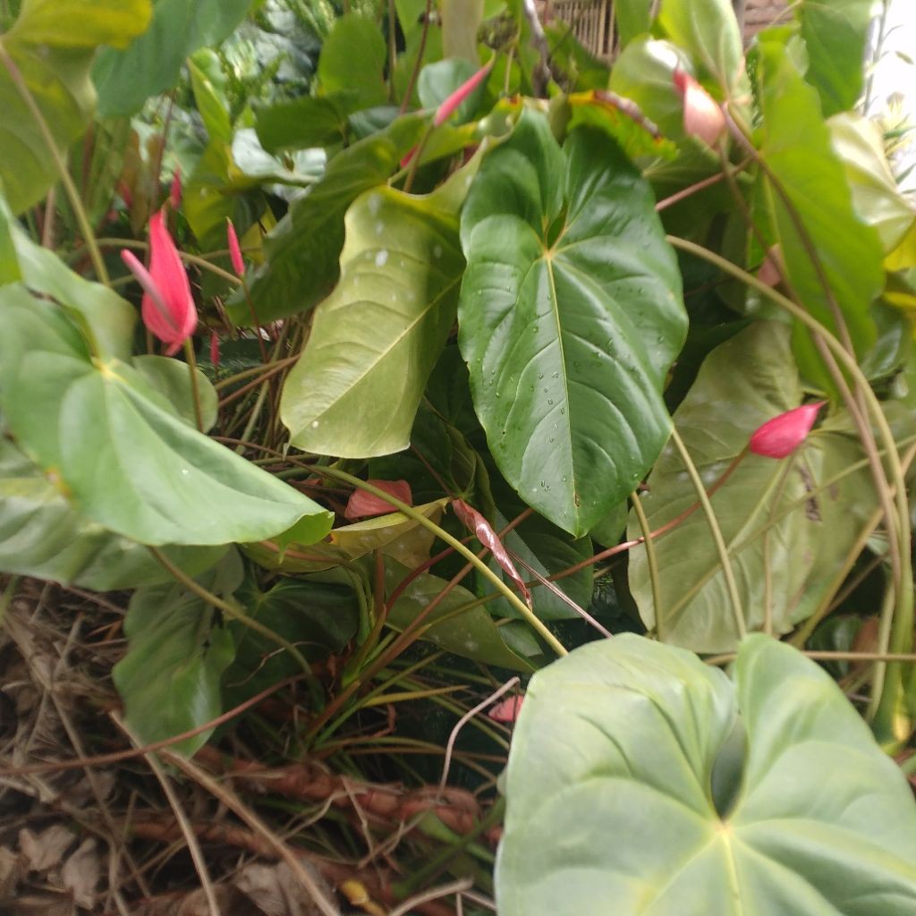 Bibit Bunga Anthurium