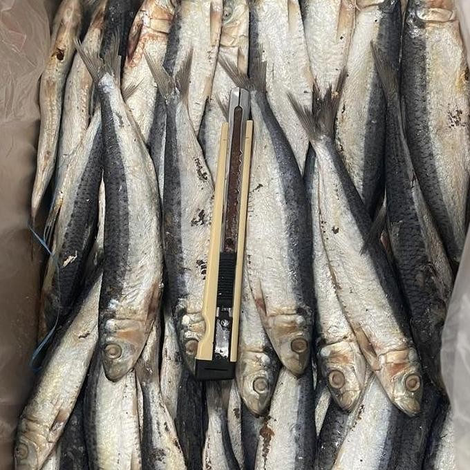 

ikan asin s belitung 1 kg